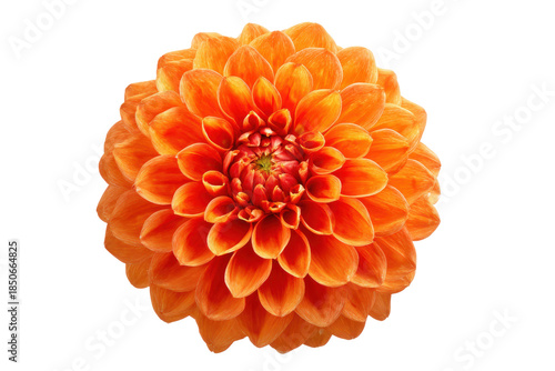 A large orange flower with a white background