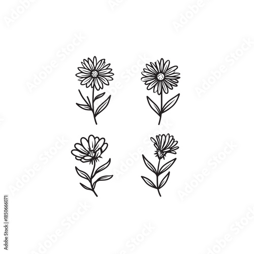 Heath Aster Elegant Floral Design Inspired Nature Line Art