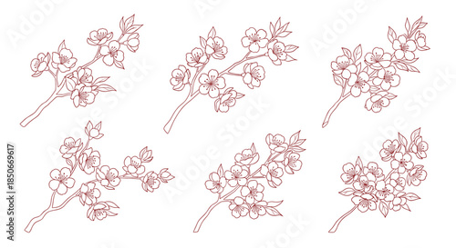 Six different sketches of cherry or plum blossom branches with delicate flowers and buds in a brownish red line art style.