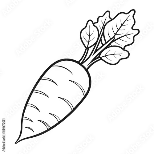 daikon radish vector