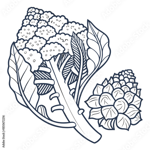 romanesco broccoli vector