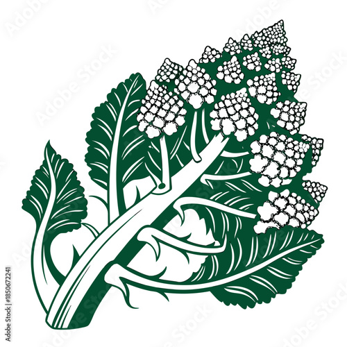 romanesco broccoli on white  background 