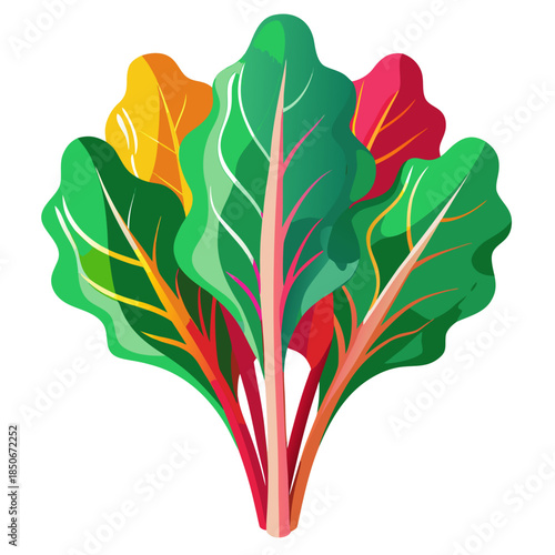 swiss chard vector