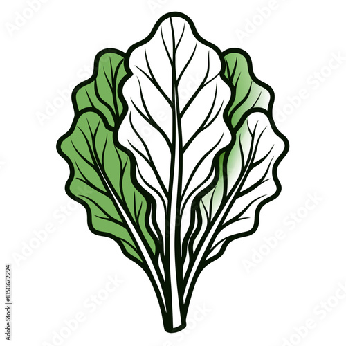 swiss chard vector