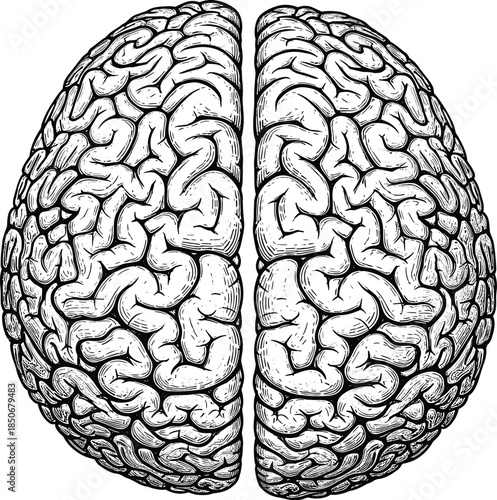 Human brain anatomy icon, cerebral hemisphere sketch, neurological structure symbol, gyri sulci detail, black and white, flat vector illustration