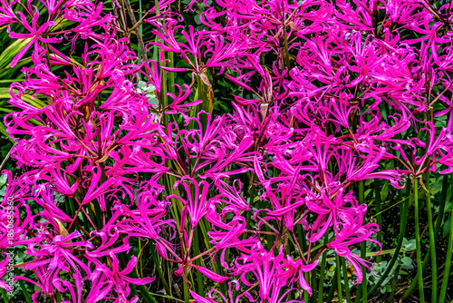 Colorful Pink Flowers Cornish Lilies Van Dusen Garden Vancouver Canada