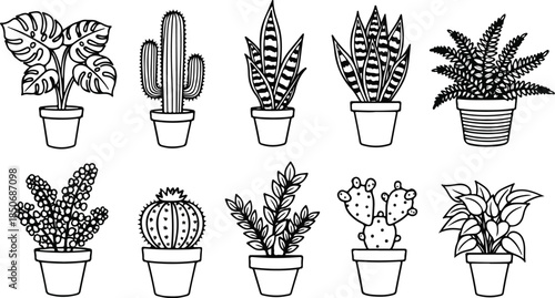 Collection of various potted cacti and succulents in different pots