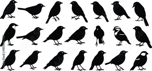 Collection of black bird silhouettes in various poses