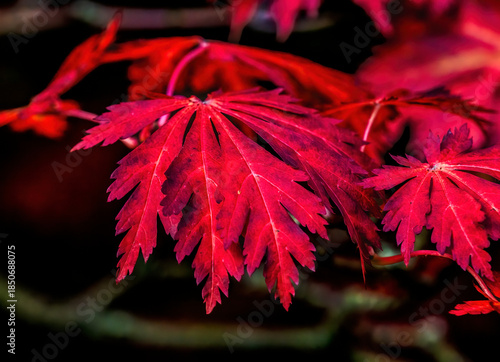 Redleaf Japanese Maple Leaves Closeup Van Dusen Garden Vancouver Canada