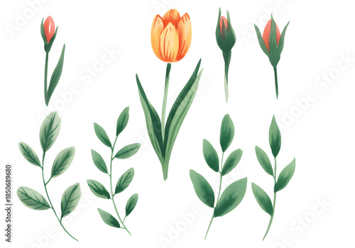 Spring orange tulip bloom with buds and foliage, natural hand-painted watercolor elements.
