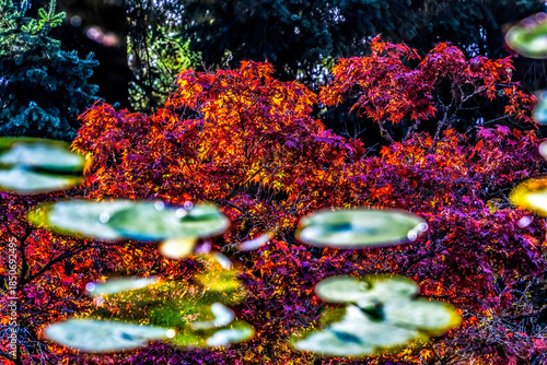 Red Green Lily Pads Abstract Van Dusen Garden Vancouver Canada
