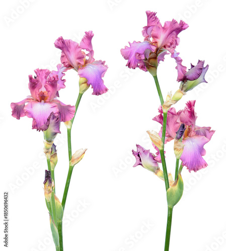 elegant photograph of vibrant purple iris flowers set against a striking black backdrop, perfect for botanical blogs, editorial features, and refined stationery designs.