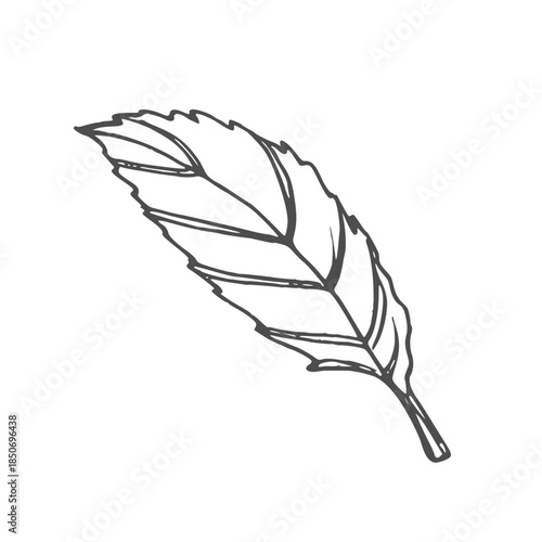 Mint leaf vector illustration. Hand drawn graphic clipart of Spearmint on white isolated background. Linear drawing