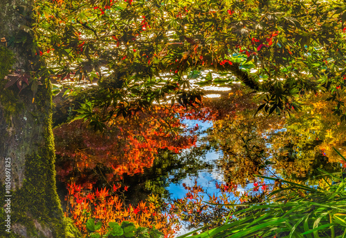 Colorful Autumn Maple Tree Water Van Dusen Garden Vancouver Canada