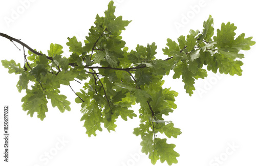 Lush green oak tree branch isolated on white background PNG, detailed lobed leaves, summer forest foliage element for nature banners, seasonal designs, rustic woodland themes

