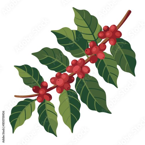 Ethiopian Coffee Plant