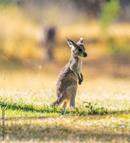 young kangaroo portrait