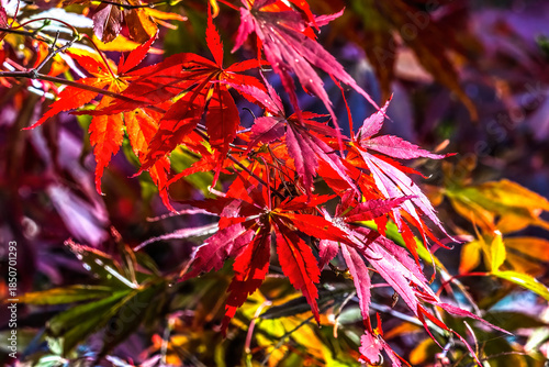 Redleaf Japanese Maple Leaves Closeup Van Dusen Garden Vancouver Canada