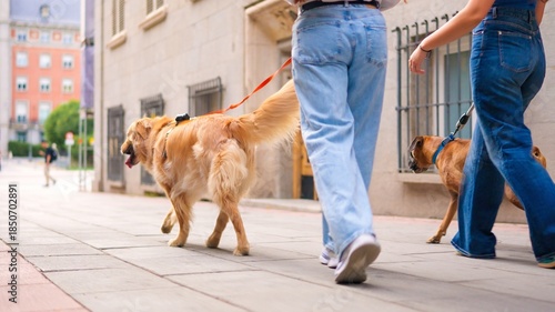 Women walking two dogs on urban sidewalk