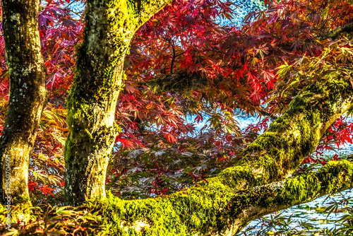 Colorful Autumn Maple Tree Water Van Dusen Garden Vancouver Canada