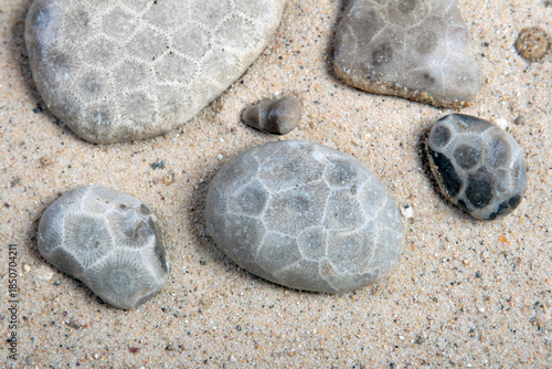 Fossilized Petoskey stones laying on beach sand