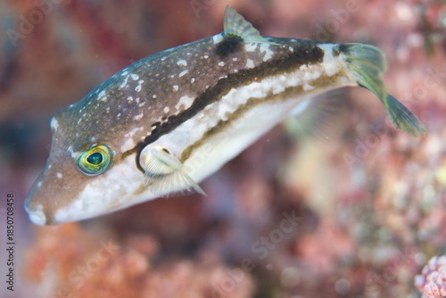 Brown-lined Puffer in the Suruga Bay, Shizuoka, Japan