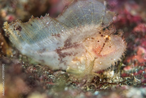 Leaf Scorpionfish in the Suruga Bay, Shizuoka, Japan