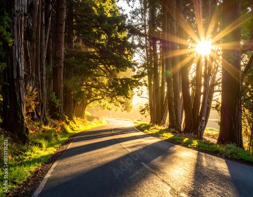 Winding road through tall trees with sun shining
