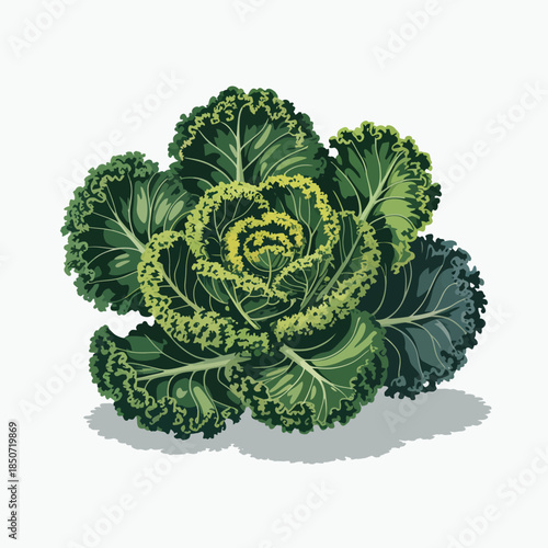A beautifully detailed illustration of a lush cabbage showcasing its intricate, spiraled leaf patterns, emphasizing the beauty of nature and healthy eating choices.
