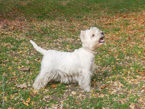White west highland terrier dog in autumn park
