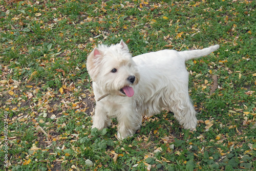 White west highland terrier dog in autumn park