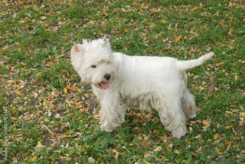 White west highland terrier dog in autumn park