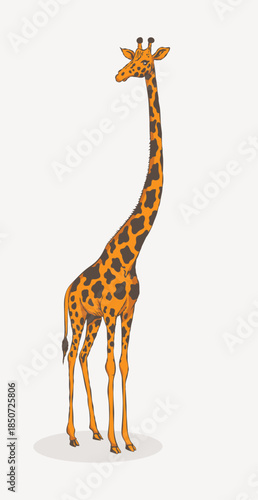 A giraffe standing alone on a white background