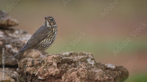 Song thrush (Turdus philomelos) Looking out from a rock in a Mediterranean forest, Spain - 4K stock video