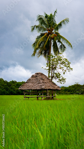 Traditional thatched hut amid lush green paddy fields in Kollengode, Kerala, India, with coconut palm trees under a cloudy monsoon sky, showcasing rural Kerala landscape and countryside charm.