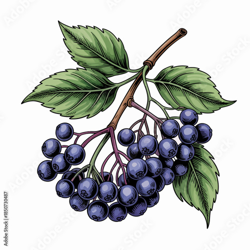 An artistic portrayal of an elderberry branch laden with ripe berries and lush green leaves, highlighting nature's bounty and beauty in a vibrant composition.