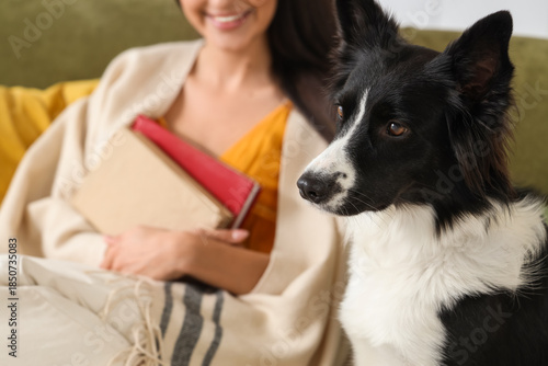 Cute Border Collie dog near...