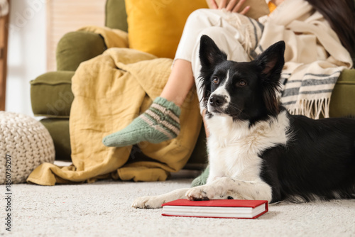 Border Collie dog lying aga...