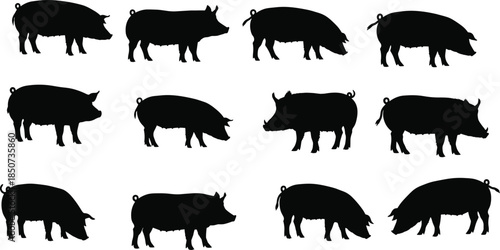 Pig silhouette grid, farm animal vector, black pig icons, breed variation shapes, cad drawing flat vector illustration