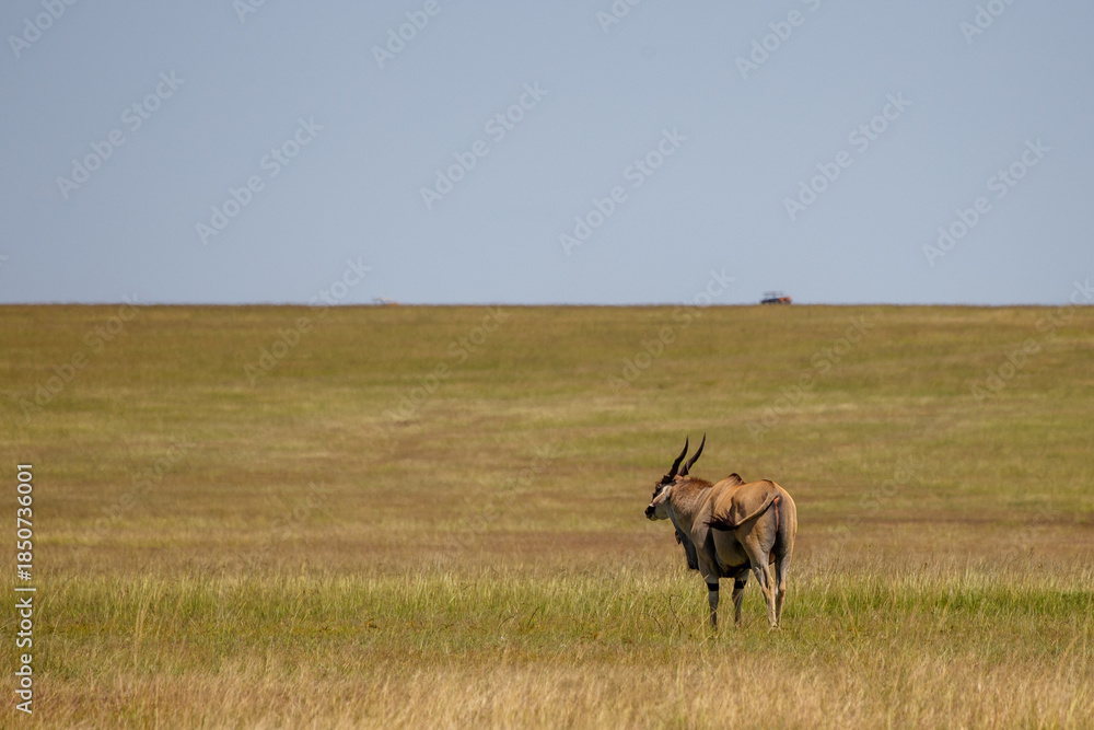 Fototapeta premium Antílope Eland común pastando en la reserva nacional Masái Mara, Kenia