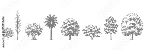 Set of trees in lines in CAD. Set of sections of wetland forest outlines for landscape design drawing. Vector illustration in separate elements.