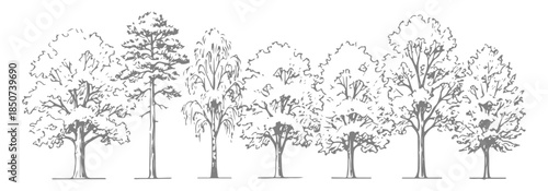 Set of trees in lines in minimalist CAD. Set of sections of wetland forest outlines for landscape design drawing. Vector illustration