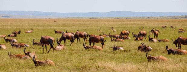 Wandcirkels Antilope Topi antilopen kudde in Masai Mara  © DavidEnFoco
