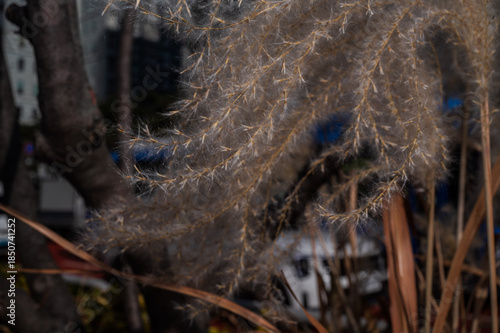 Wallpaper Mural 갈대  Torontodigital.ca