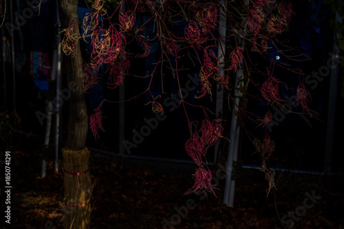 Wallpaper Mural 단풍나무  Torontodigital.ca