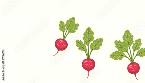 pink  radish isolated on white background,  for kids cloths, and wallpaper 