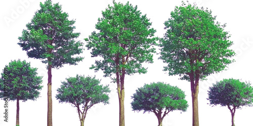Row of diverse trees isolated on white background