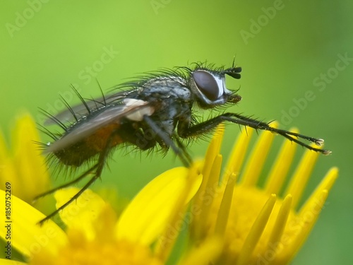 A closeup of a common bristly tachinid fly, eriothrix rufomaculata, also known as the red-sided parasite fly perching on a yellow flower against a green background. 