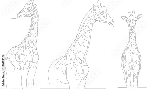 Giraffe line art triptych