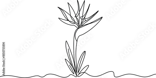 Black and white line of a lily plant growing from the ground